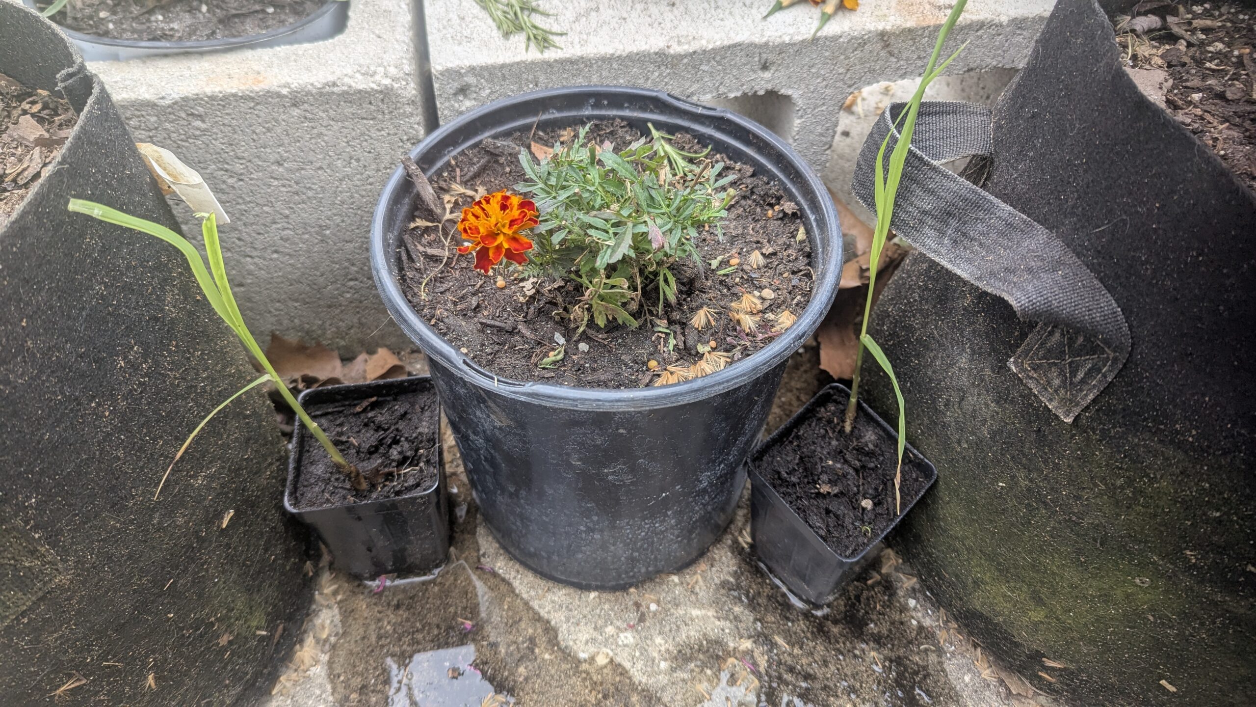 marigold plant with two sugar cane saplings with fertilizer in pots