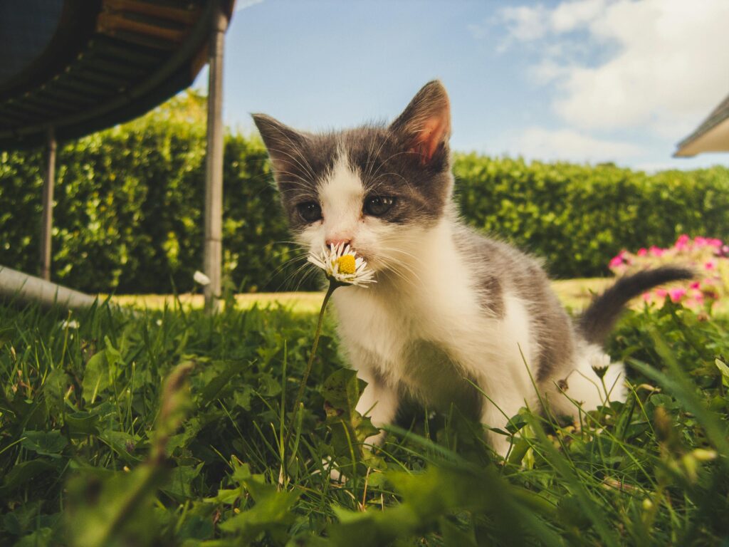 Charming kitten enjoying a sunny day in a grassy garden, sniffing a daisy flower.