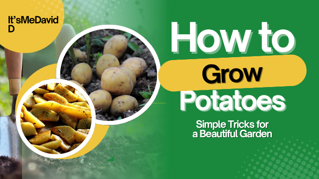 How to grow potatoes